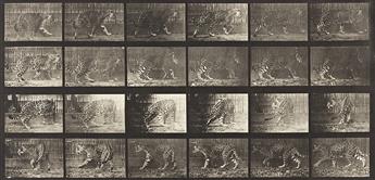 EADWEARD MUYBRIDGE (1830-1904) A selection of 4 plates depicting animals from Animal Locomotion.